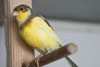American Singer Canary